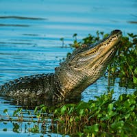 9 Unique Alligator Dream Meaning | Dream Guide Hub