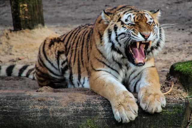Tiger Attack Dream Meaning