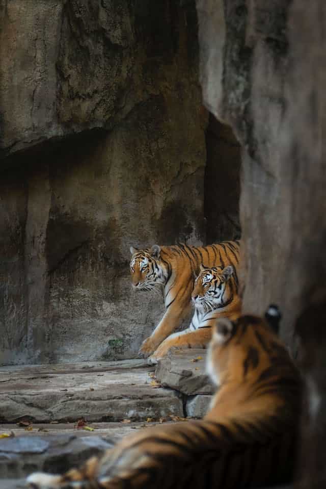 Tiger Herd Dream Meaning