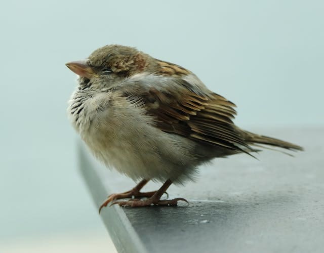 Catching a Sparrow Dream Meaning