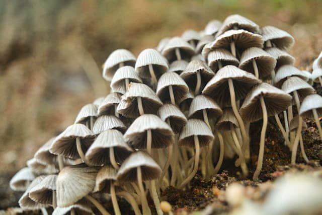 Collecting Mushrooms In The Forest Dream Meaning