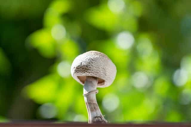 Collecting White Mushroom Dream Meaning
