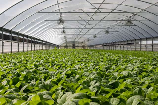 Greenhouse Dream Meaning