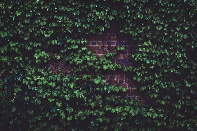 Ivy Dream Meaning