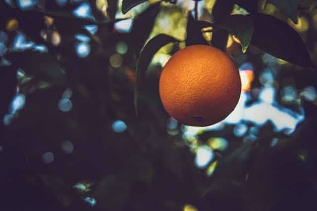 Orange Tree Dream Meaning