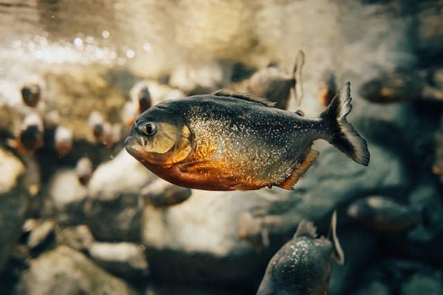 Piranha Dream Meaning