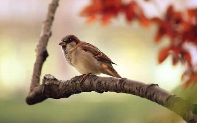 Sparrow Dream Meaning