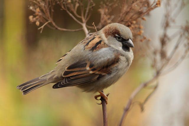 Sparrow In a Tree Dream Meaning