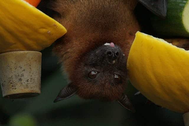 Bat Dream Meaning