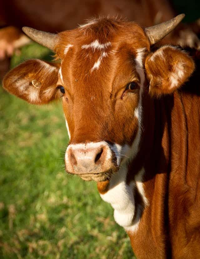 Cattle Dream Meaning
