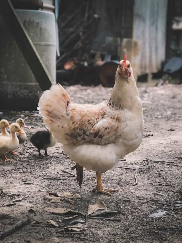 Chicken Dream Meaning