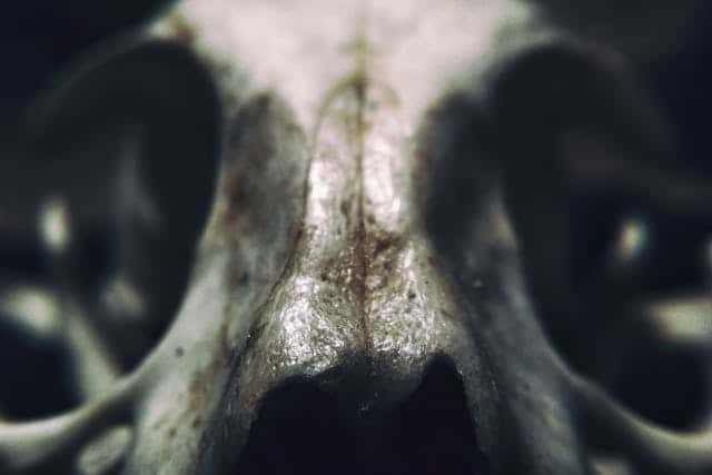 Creature Dream Meaning