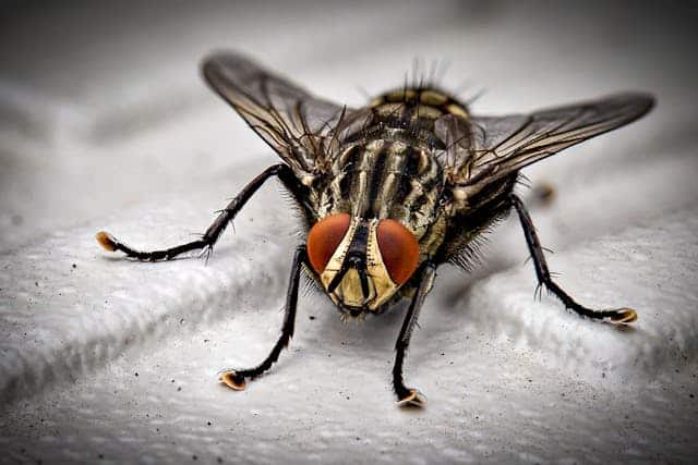 Fly Dream Meaning