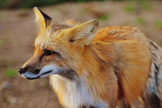 Fox Dream Meaning