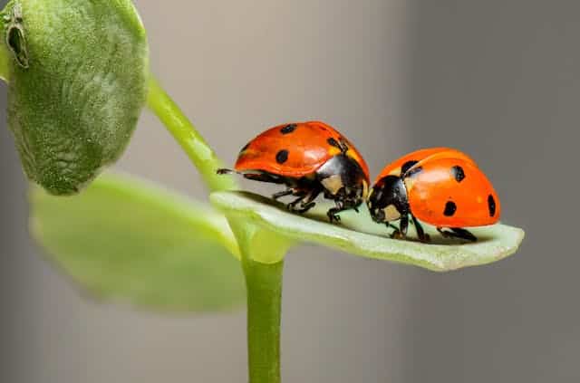 Ladybug Dream Meaning