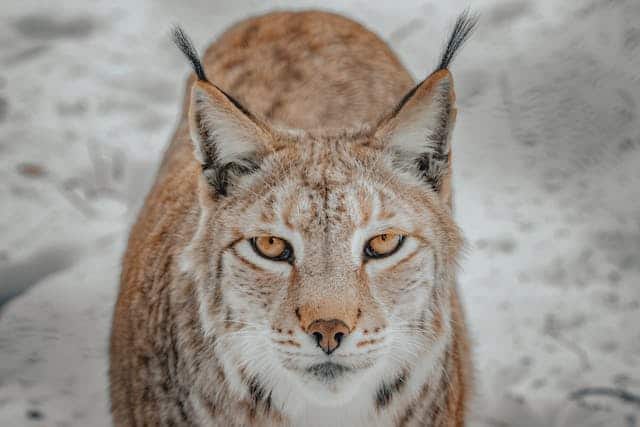 Lynx Dream Meaning