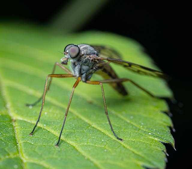 Mosquito Dream Meaning