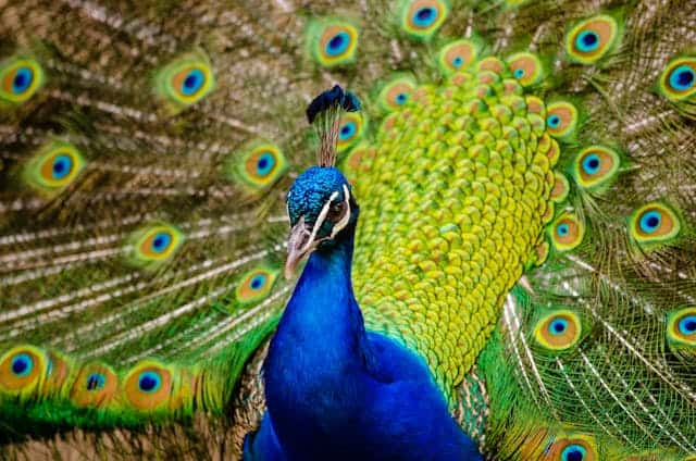 Peacock Dream Meaning
