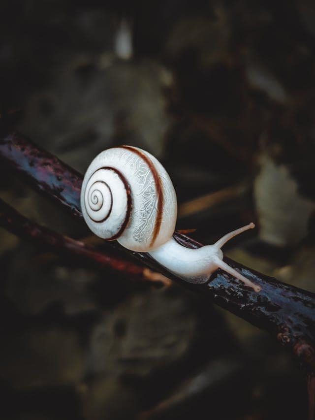 Slug Dream Meaning