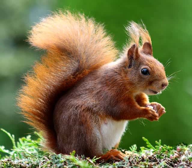 Squirrel Dream Meaning