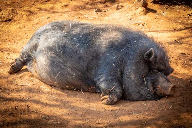 Wild Boar Dream Meaning