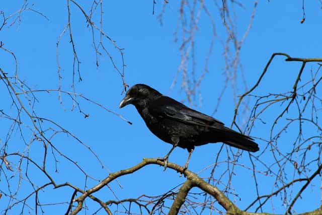Black Raven Dream Meaning