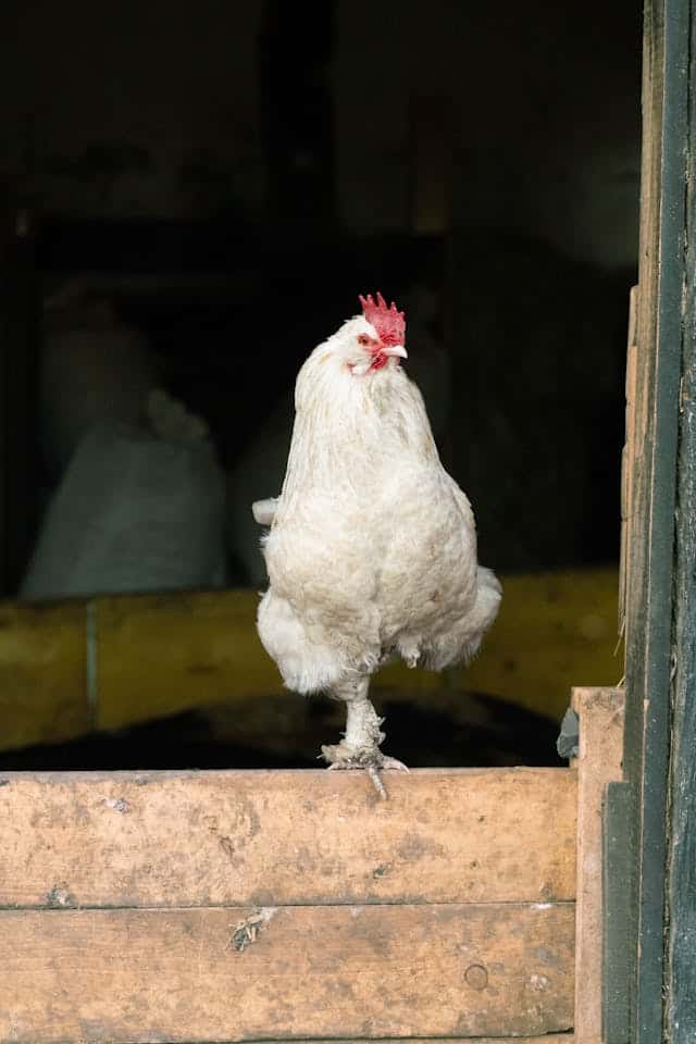 Chicken Feet Dream Meaning