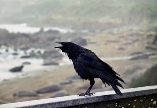 Raven Attack Dream Meaning