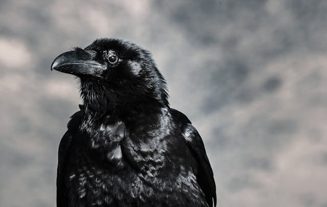Raven Dream Meaning