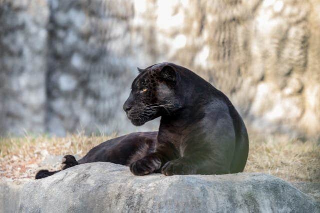 Black Cougar Dream Meaning