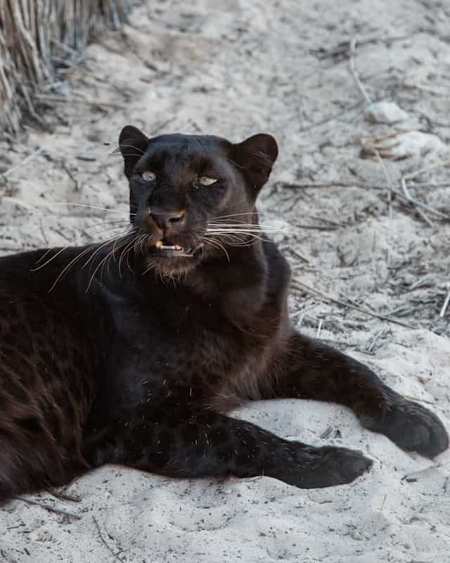 Black Puma Dream Meaning