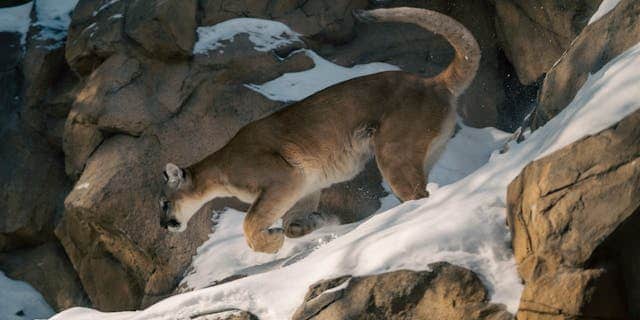 Chased by Cougar Dream Meaning