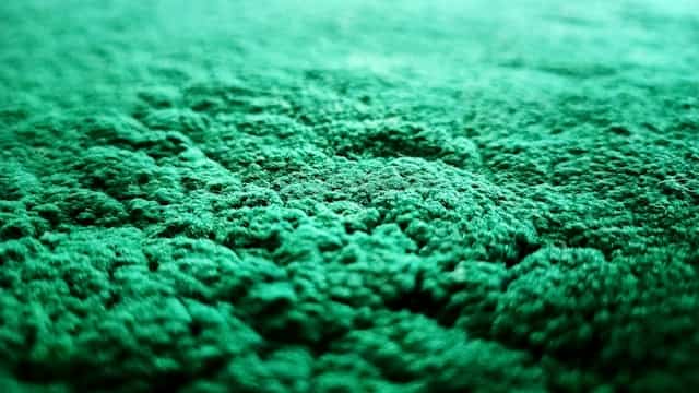 Green Carpet Dream Meaning