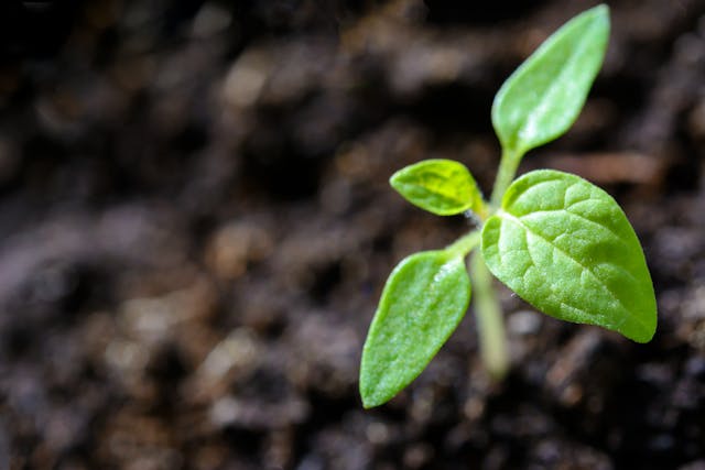 Growing Plants Dream Meaning