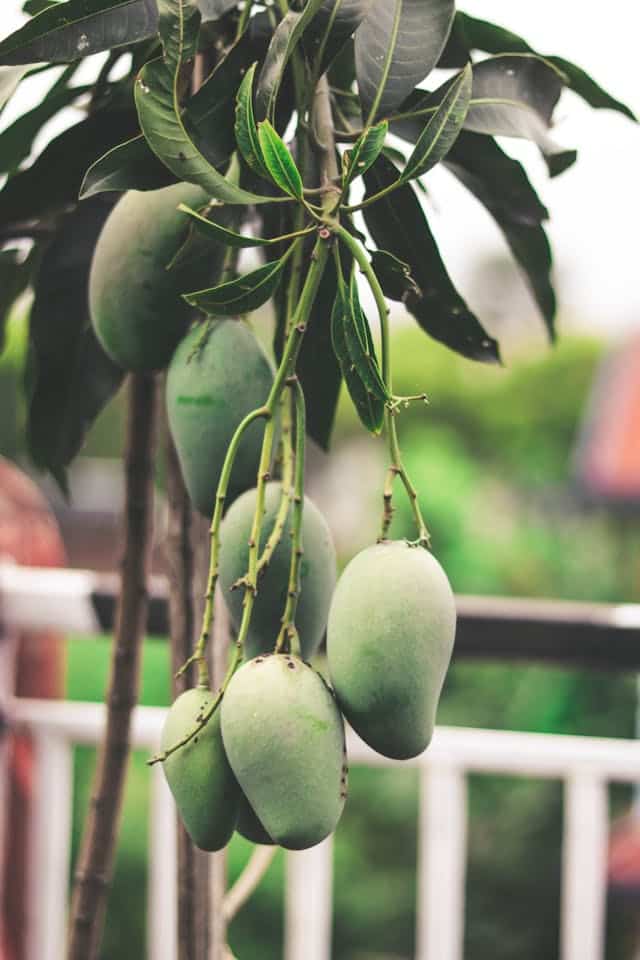 Plucking Green Mango Dream Meaning