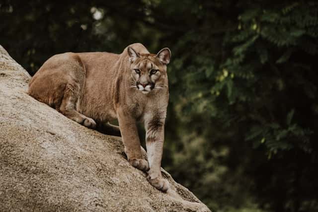 Puma Dream Meaning